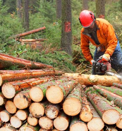 Predelava lesa, odkup in prodaja hlodovine