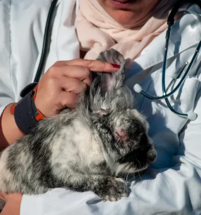 Veterinarske storitve v Ljubljani