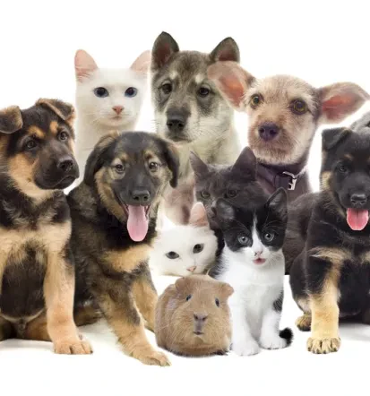 Dobre veterinarske storitve Ljubljana