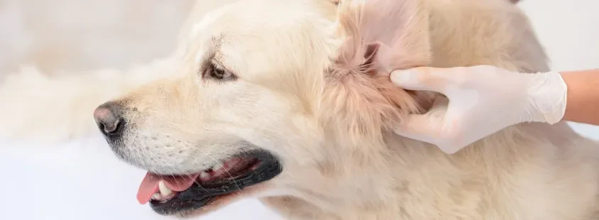 Dežurni veterinar Ljubljana okolica