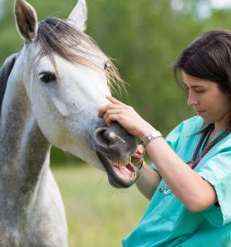 Veterinarske storitve