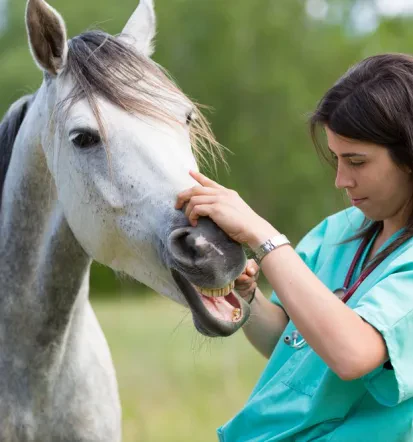 Veterinarske storitve Ljubljana