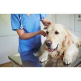 Veterinarska ambulanta Rex Franko Matjaž s.p.