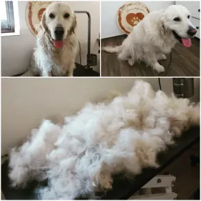 LARIN PASJI SALON, SALON ZA NEGO MALIH ŽIVALI, LARISA KERT S.P.