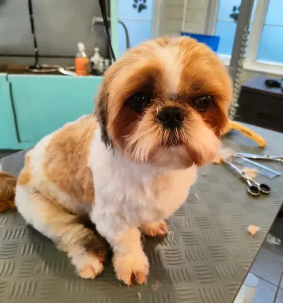 KUL P'S je profesionalni pasji salon