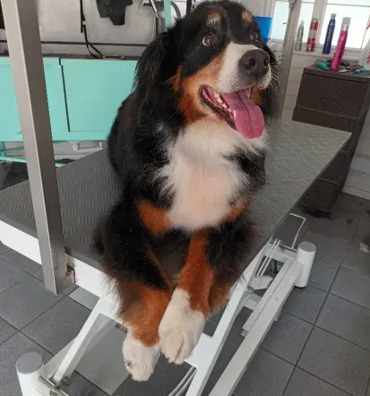 Pasji salon, nega psov in mačk v Grosupljem