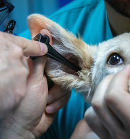 Veterinarske storitve