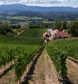 Vinska klet, degustacija vin, prostor za zaključene družbe