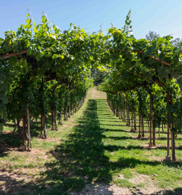 Vinska klet, degustacija vin, prostor za zaključene družbe