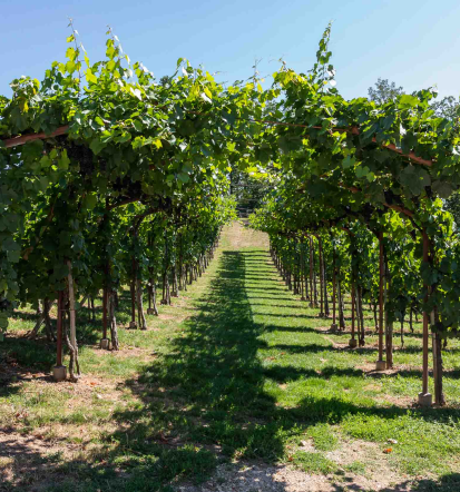 degustacija vin