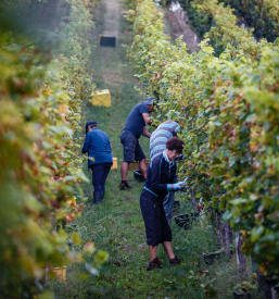 Vinska klet, degustacija vin, prostor za zaključene družbe