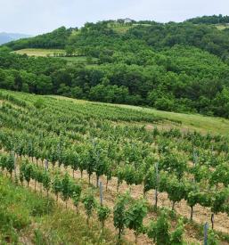 Nočitve na turistični kmetiji, degustacije vin Goriška