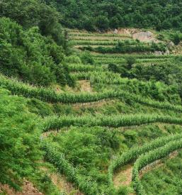 Nočitve na turistični kmetiji, degustacije vin Goriška