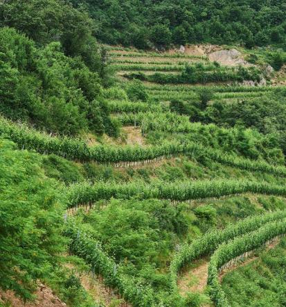 Nočitve na turistični kmetiji, degustacije vin Goriška