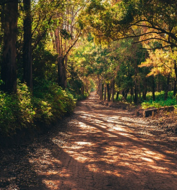 Mulčenje zaraščenih površin, urejanje okolice, košnja