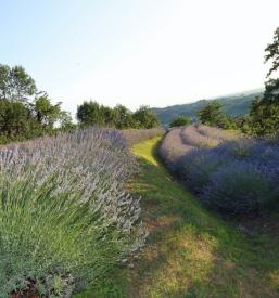 Turistična kmetija Breg, Goriška Brda - nastanitev in hrana