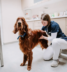 Veterinarska ambulanta Grosuplje