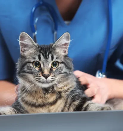 Veterinar Novo mesto