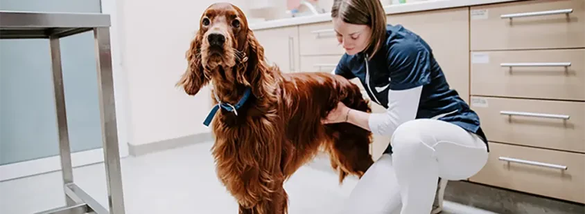 Veterinarska ambulanta Grosuplje