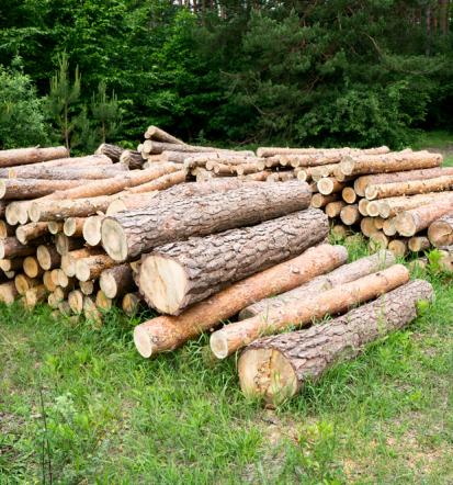 Posek, spravilo in dostava lesa