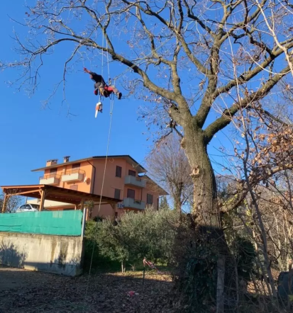 Arboristika