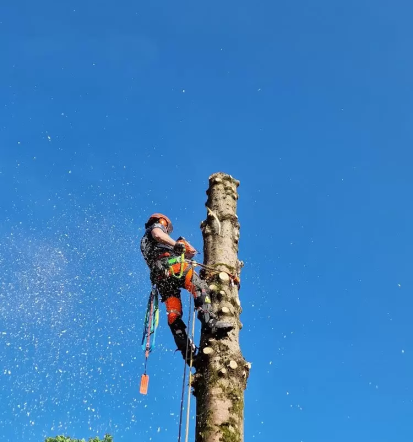 Arboristika
