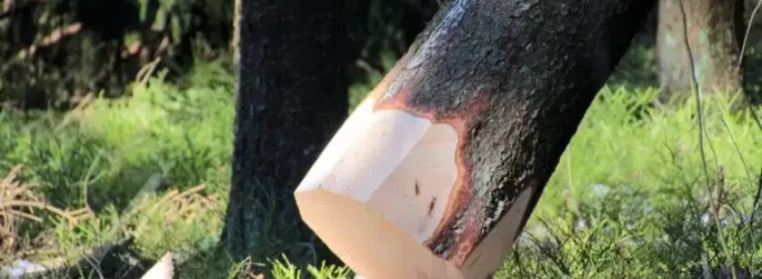 Obrezovanje in podiranje dreves, Arboristika Zupan