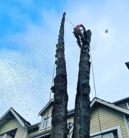 Arboristika