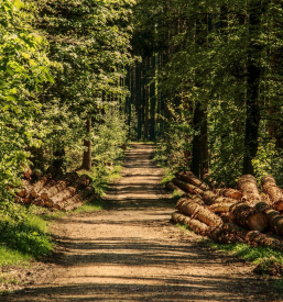 Sečnja in spravilo lesa