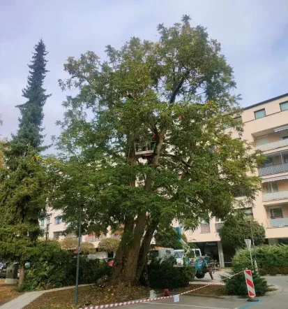 Obrezovanje in podiranje dreves