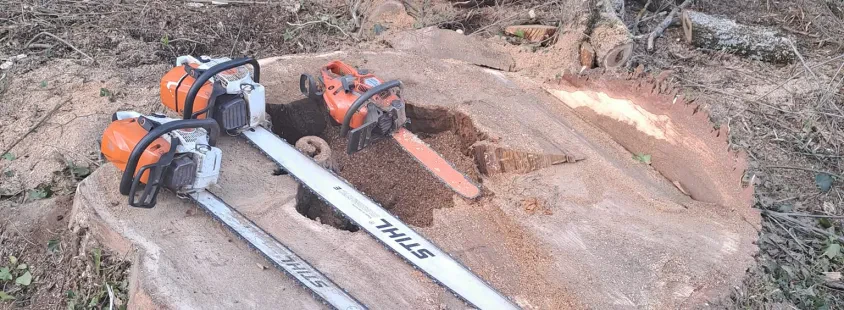 Obrezovanje in podiranje dreves Savinjska, Arboristika Ivel
