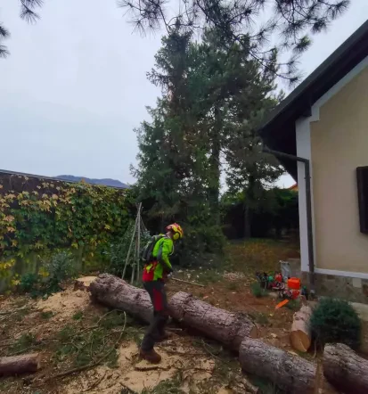 Obrezovanje in podiranje dreves