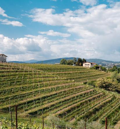 Gostišče in sobe, vrhunska vina Bužinel