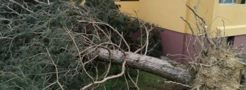 Sečnja in spravilo okolica Štajerske, Blaž Ledinek s.p.