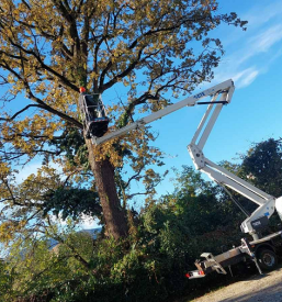 Sečnja dreves, spravilo in urejanje okolice