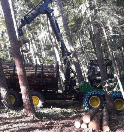 Sečnja, posek in upravljanje z gozdovi, spremljanje cen gozdno lesnih proizvodov