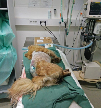 Veterina Pomurje, diagnostika