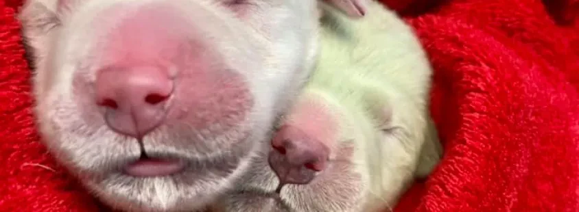 Dober veterinar, trgovina in lekarna za male živali, Ptuj, Veterinarska bolnica Ptuj d.o.o.