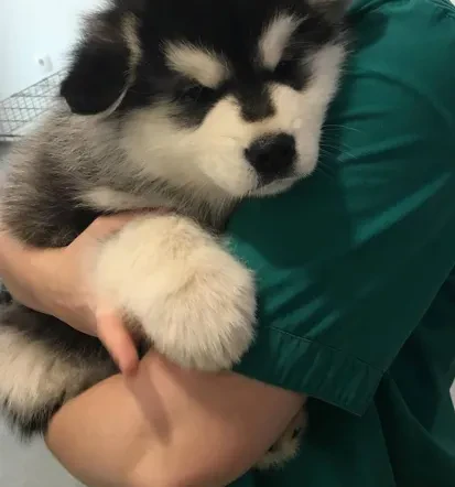 Veterinar