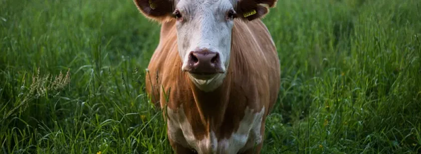 Odkup in prodaja slovenske govedi