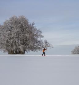 Tek na smučeh, nordijsko rolanje in rolkanje