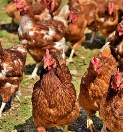 Veterinarska postaja Cerknica, preventivna cepljenja živali