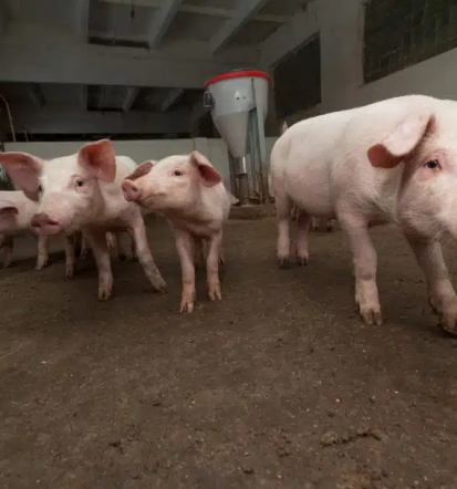Veterinarska postaja Cerknica, zdravljenje živali