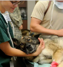 Veterinarska ambulanta