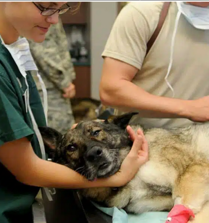 Veterinarska postaja Cerknica, diagnoza in pregled živali