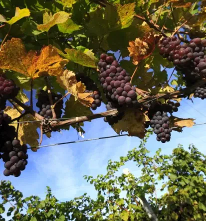 Naša dobra gostilna s prenočišči in kraj Kojsko