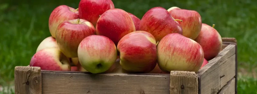 Prodaja jabolk, domače belo vino, domač jabolčni sok, Podravska