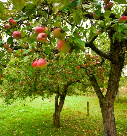 Domača pridelava
