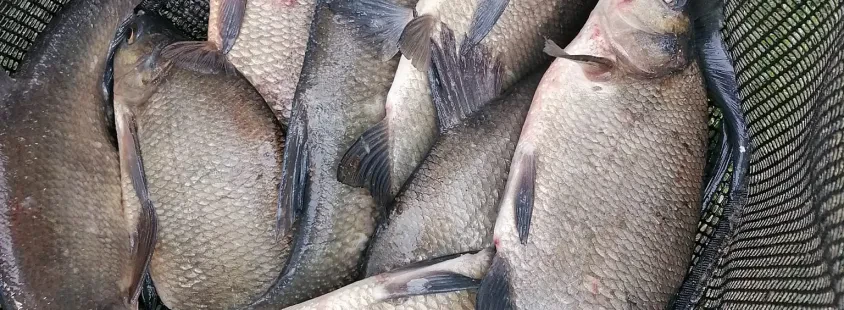 Ribiška družina Ptuj, Podravje