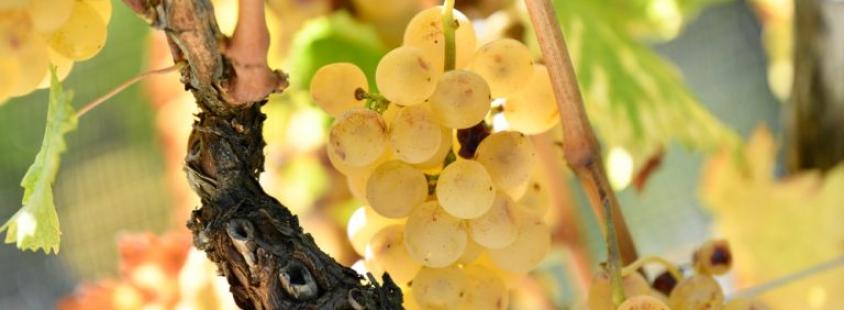 Degustacija odprtih vin Goriška